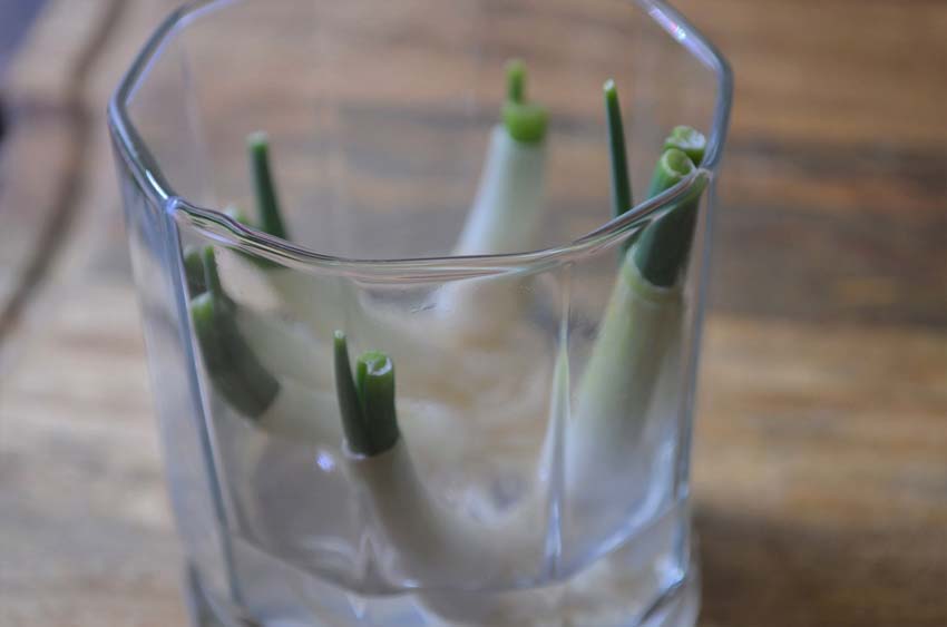 regrow green onions from roots