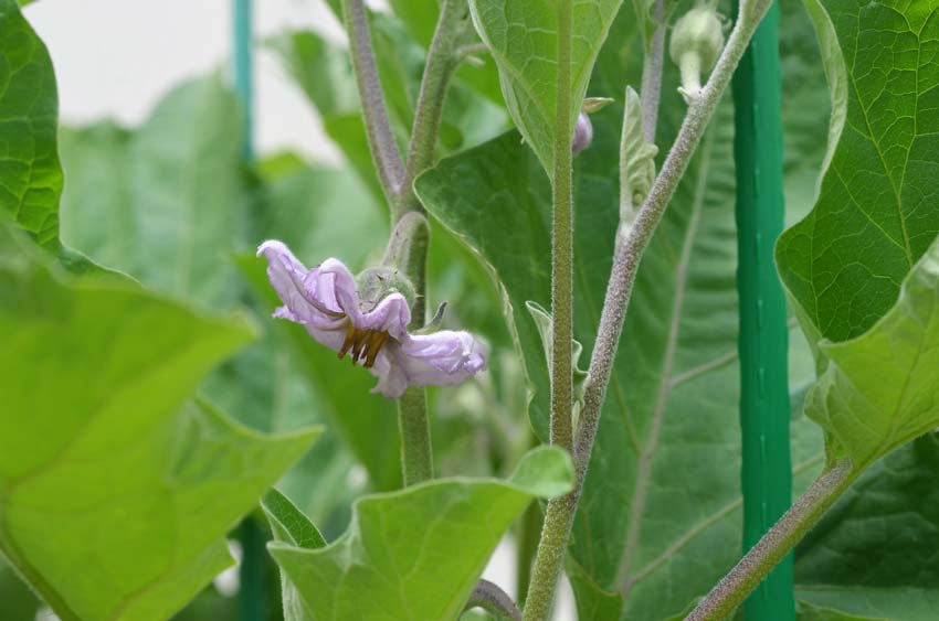 container garden zucchini tomatoes eggplant chocolate mint flowers