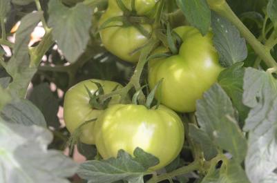 container garden zucchini tomatoes eggplant chocolate mint flowers