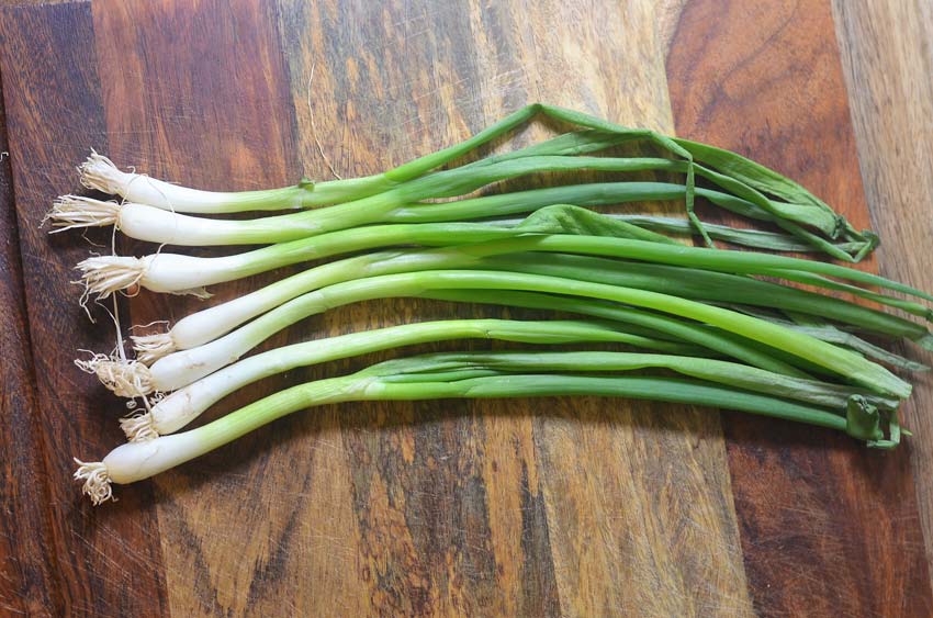 regrow green onions from roots