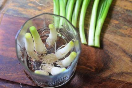 regrow green onions from roots