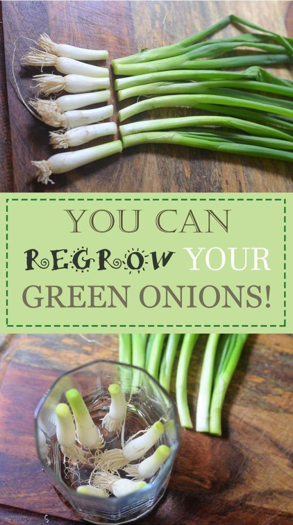 regrow green onions from roots