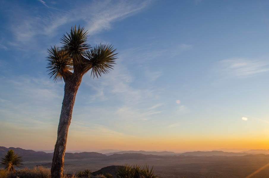 joshua tree national park