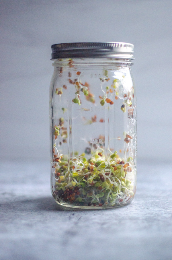 Looking for an easy way to grow greens in your house throughout the year, even if you have minimal sunlight? Growing sprouts is easy and only takes a couple of minutes each day to start up and maintain.